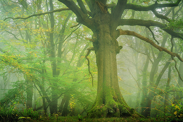 Landscape photograph made early morning in Hampstead Heath, north London.
