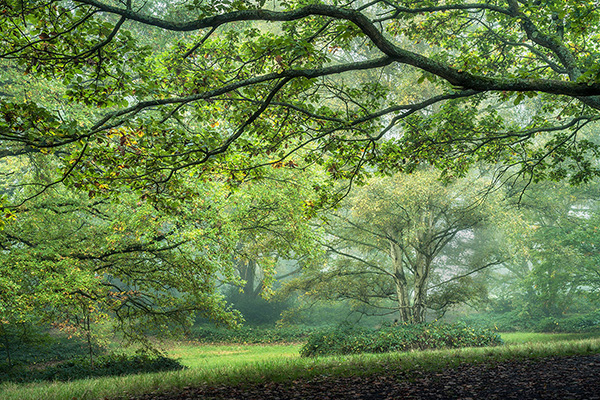Landscape photograph made early morning in Hampstead Heath, north London.
