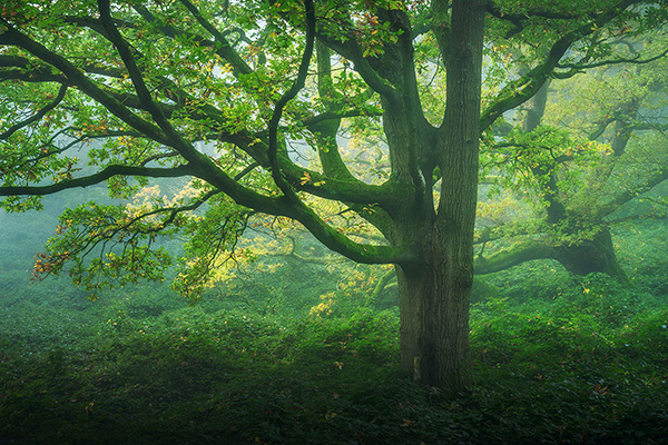 Landscape photograph made early morning in Hampstead Heath, north London.