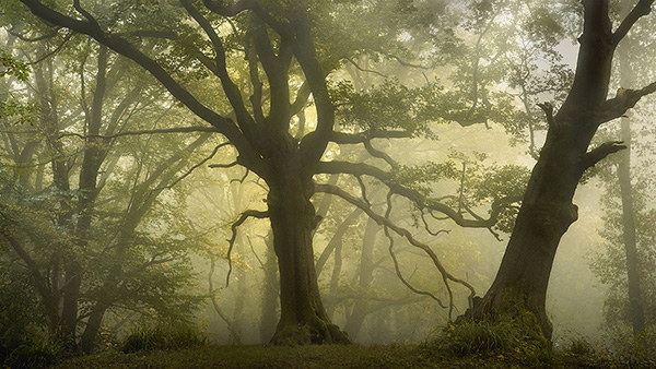 Landscape photograph made early morning in Hampstead Heath, north London.