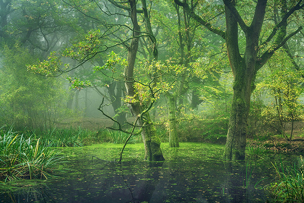 Landscape photograph made early morning in Hampstead Heath, north London.