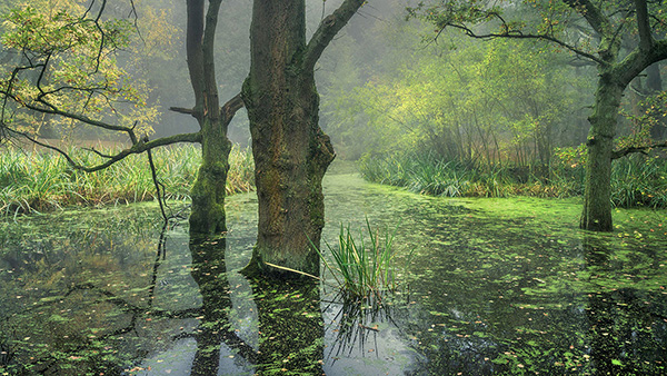 Landscape photograph made early morning in Hampstead Heath, north London.