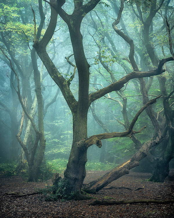 Landscape photograph made early morning in Hampstead Heath, north London.
