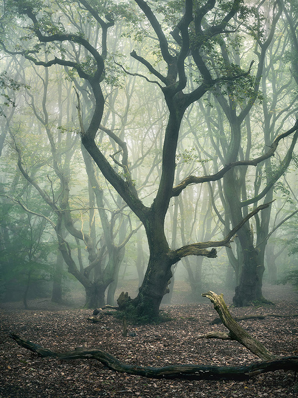 Landscape photograph made early morning in Hampstead Heath, north London.