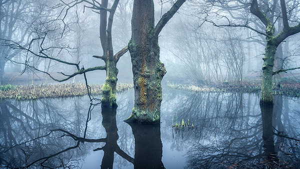 Landscape photograph made early morning in Hampstead Heath, north London.