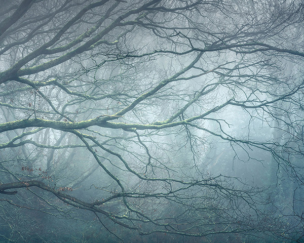 Landscape photograph made early morning in Hampstead Heath, north London.