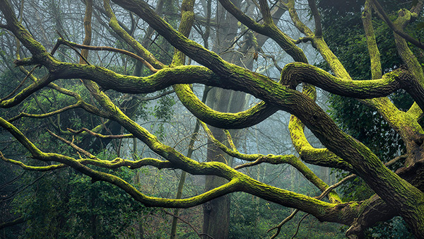 Landscape photograph made early morning in Hampstead Heath, north London.