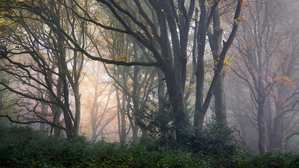 Landscape photograph made early morning in Hampstead Heath, north London.