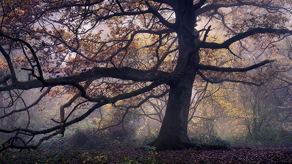 Landscape photograph made early morning in Hampstead Heath, north London.