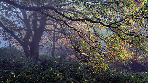 Landscape photograph made early morning in Hampstead Heath, north London.