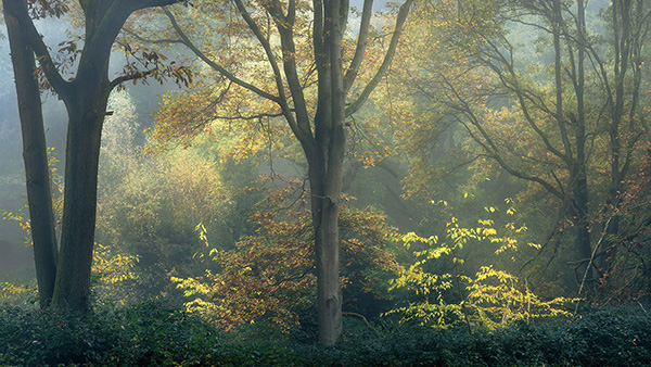 Landscape photograph made early morning in Hampstead Heath, north London.