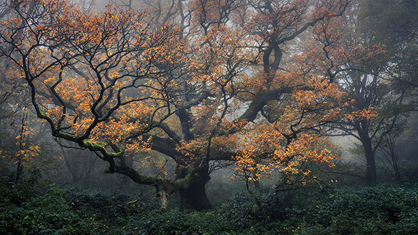 Landscape photograph made early morning in Hampstead Heath, north London.