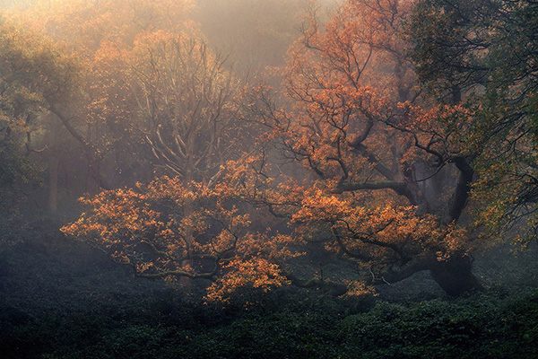 Landscape photograph made early morning in Hampstead Heath, north London.
