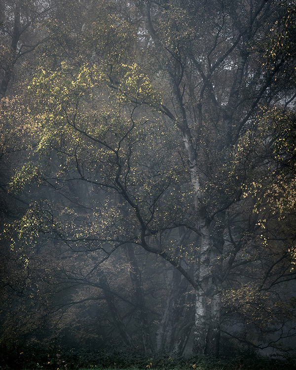 Landscape photograph made early morning in Hampstead Heath, north London.