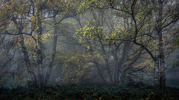 Landscape photograph made early morning in Hampstead Heath, north London.