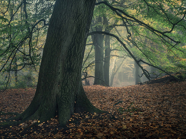 Landscape photograph made early morning in Hampstead Heath, north London.