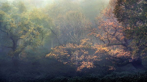 Landscape photograph made early morning in Hampstead Heath, north London.