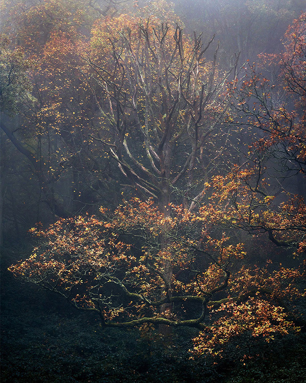 Landscape photograph made early morning in Hampstead Heath, north London.