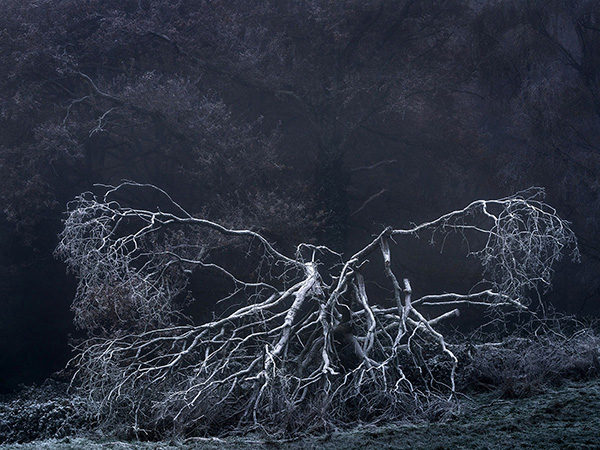 Landscape photograph made early morning in Hampstead Heath, north London.
