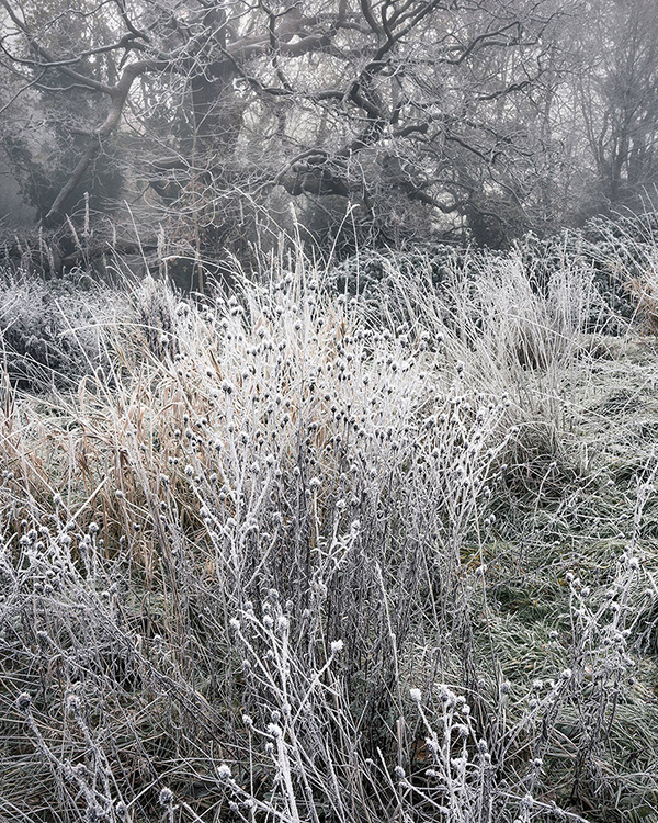 Landscape photograph made early morning in Hampstead Heath, north London.