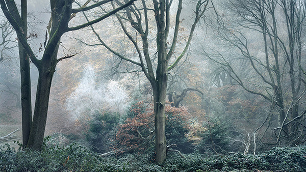 Landscape photograph made early morning in Hampstead Heath, north London.
