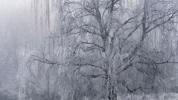 Landscape photograph made early morning in Hampstead Heath, north London.