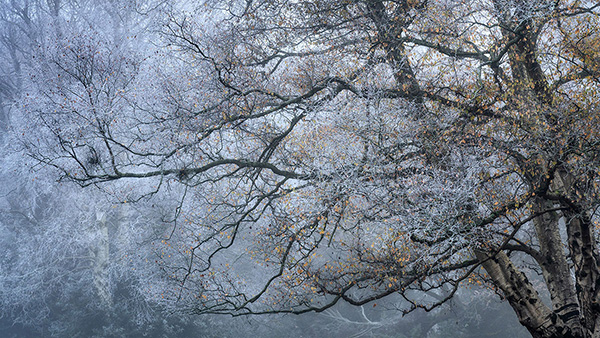 Landscape photograph made early morning in Hampstead Heath, north London.