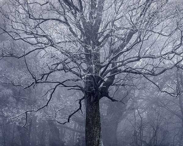 Landscape photograph made early morning in Hampstead Heath, north London.