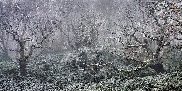 Landscape photograph made early morning in Hampstead Heath, north London.