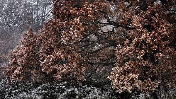 Landscape photograph made early morning in Hampstead Heath, north London.