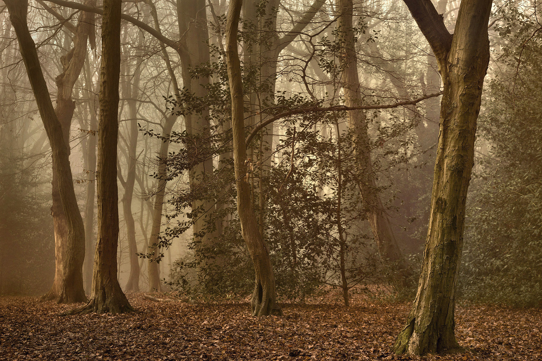A woodland landscape photograph made in Highgate Wood, north London.