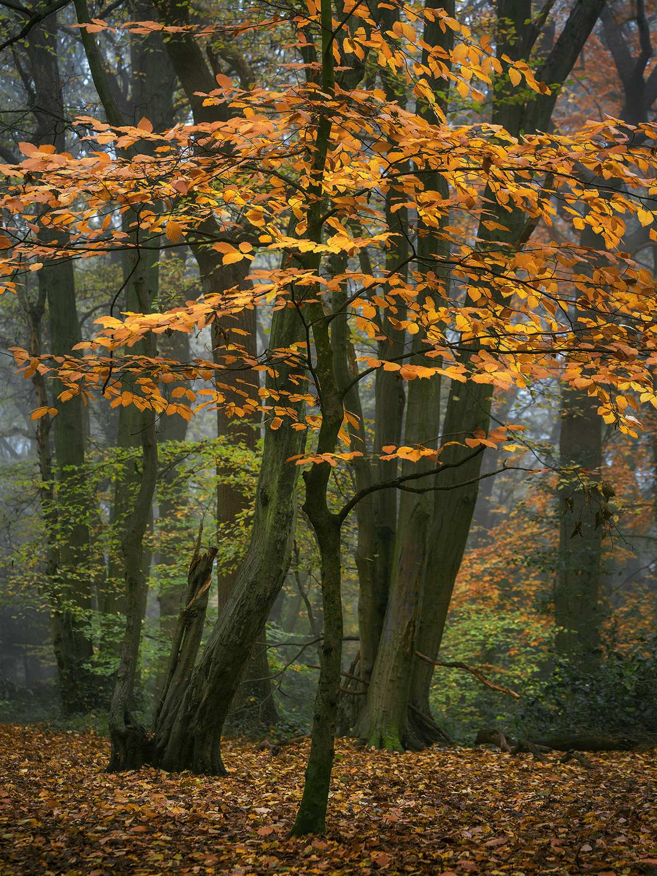 A woodland landscape photograph made in Highgate Wood, north London.