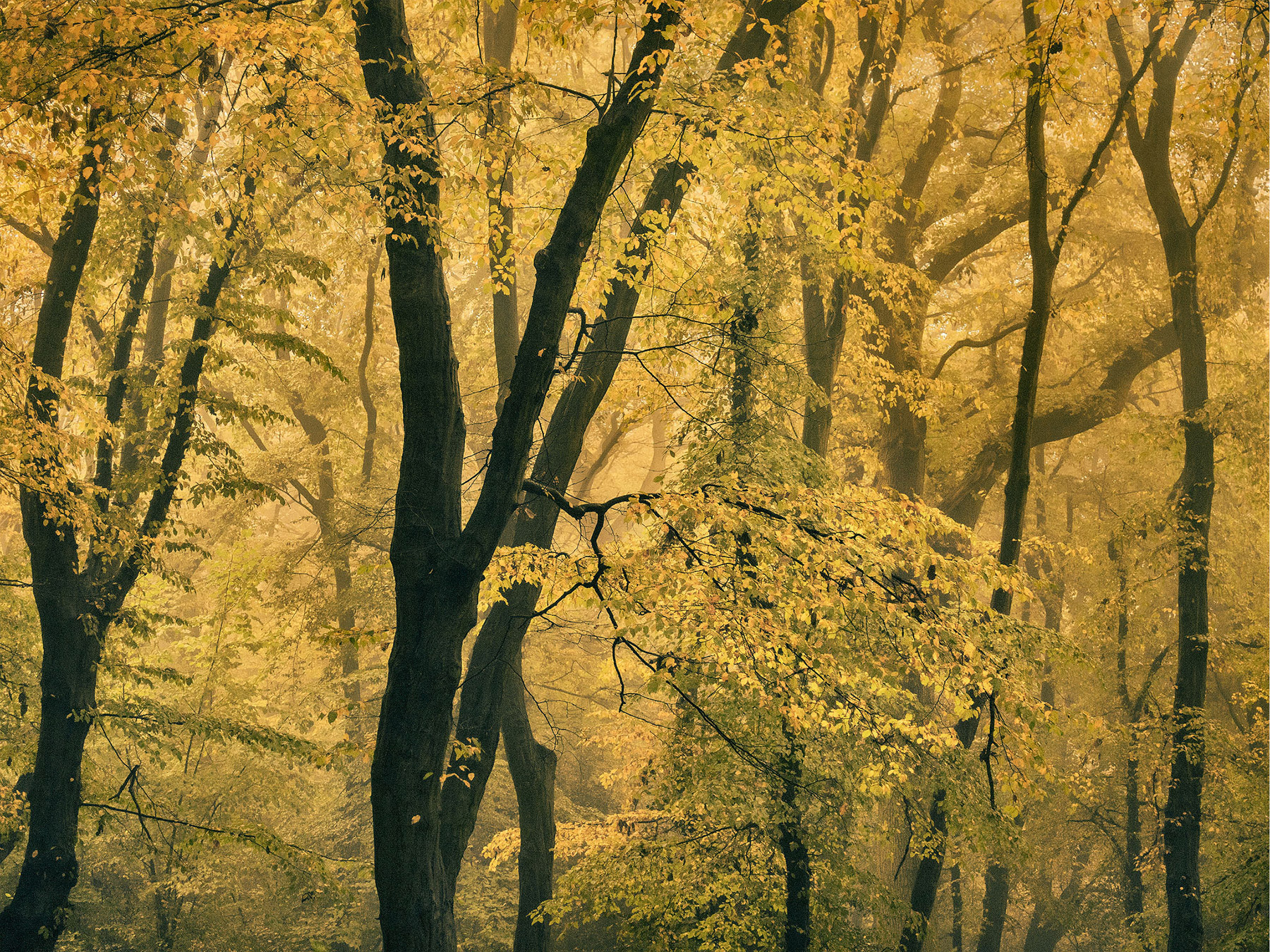 A woodland landscape photograph made in Highgate Wood, north London.