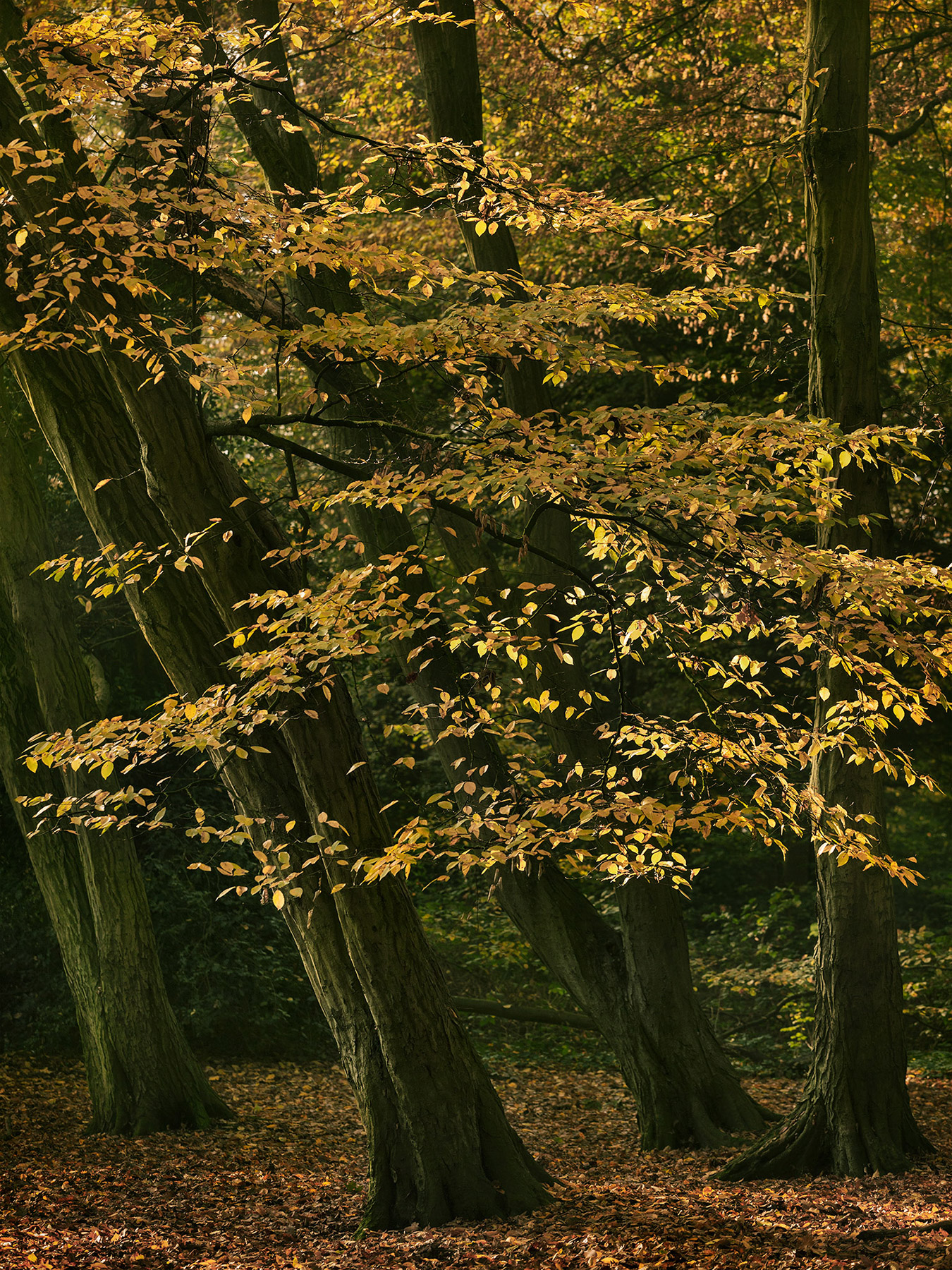 A woodland landscape photograph made in Highgate Wood, north London.