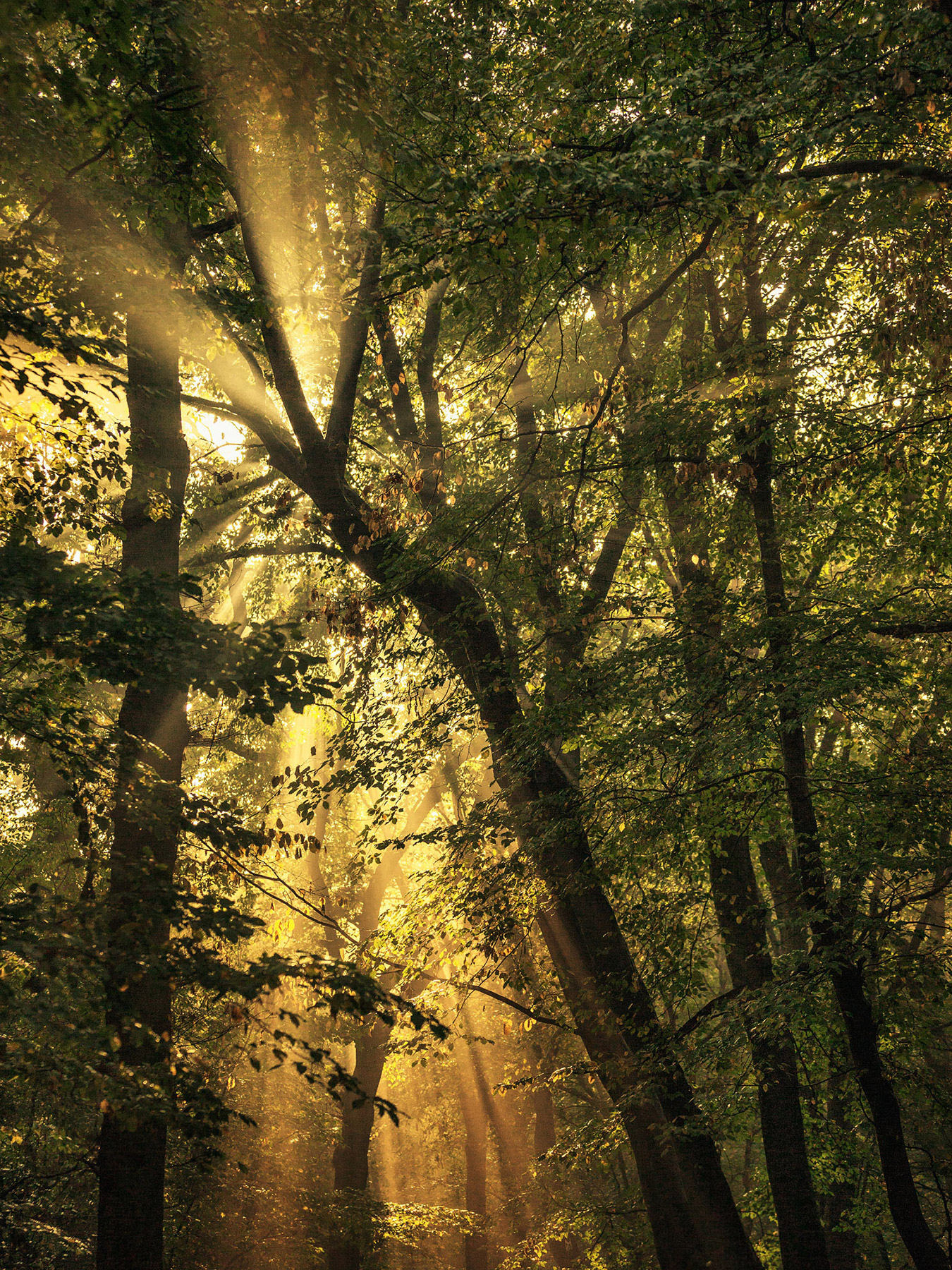 A woodland landscape photograph made in Highgate Wood, north London.