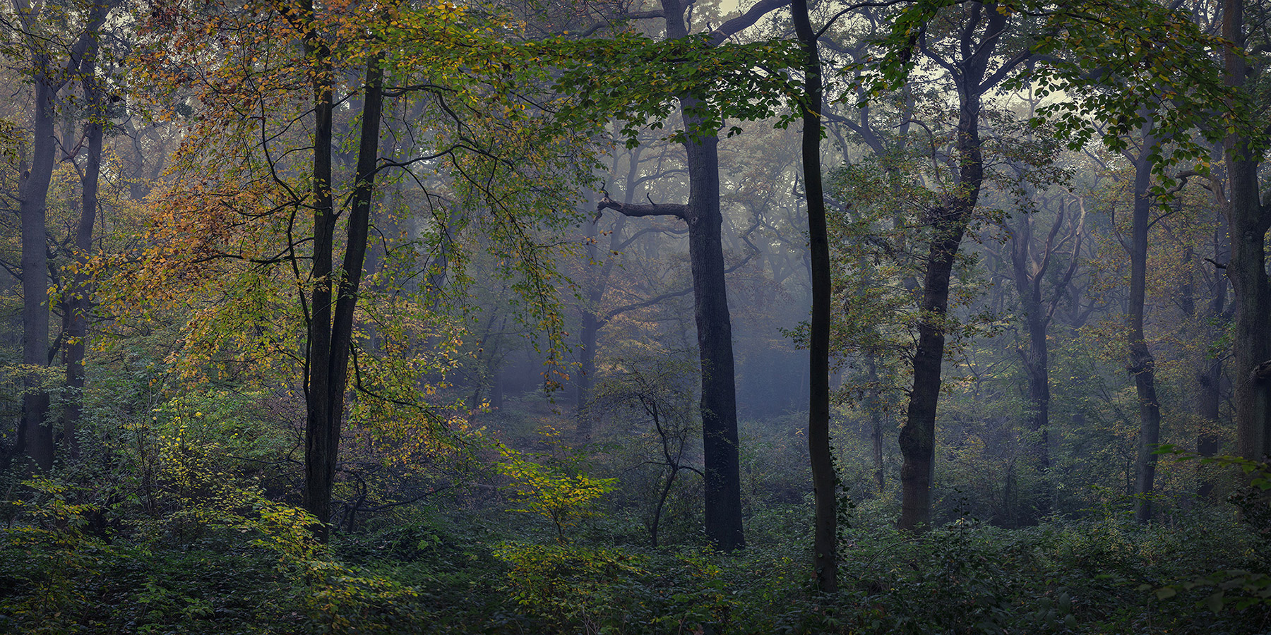 A woodland landscape photograph made in Highgate Wood, north London.