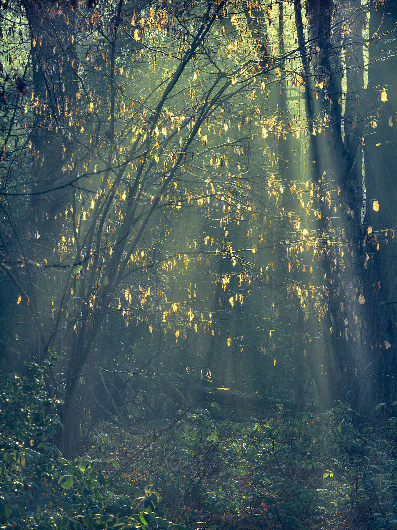 A woodland landscape photograph made in Highgate Wood, north London.