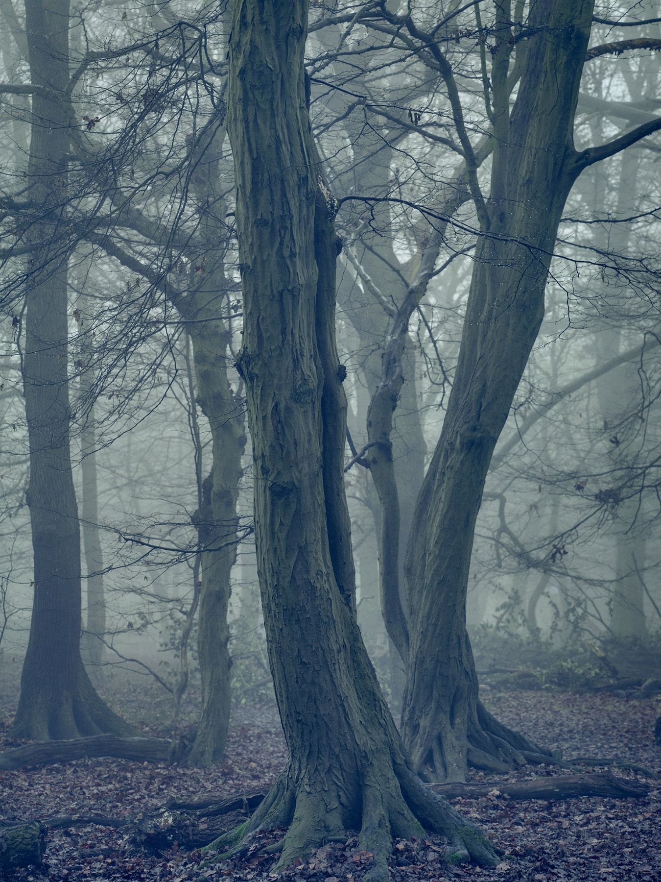 A woodland landscape photograph made in Highgate Wood, north London.
