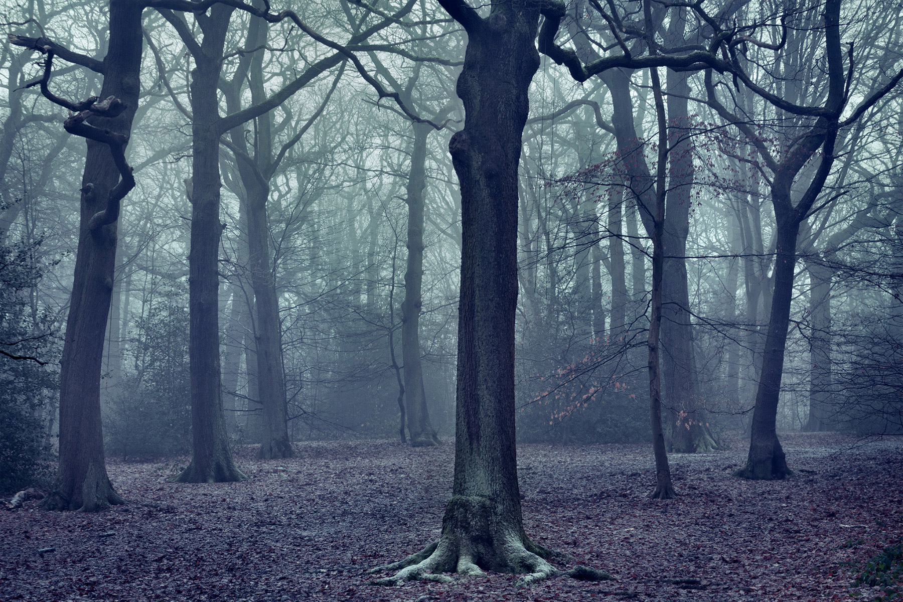 A woodland landscape photograph made in Highgate Wood, north London.