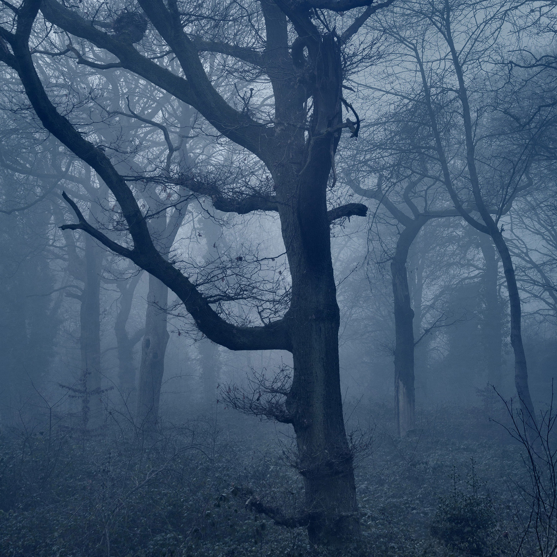 A woodland landscape photograph made in Highgate Wood, north London.