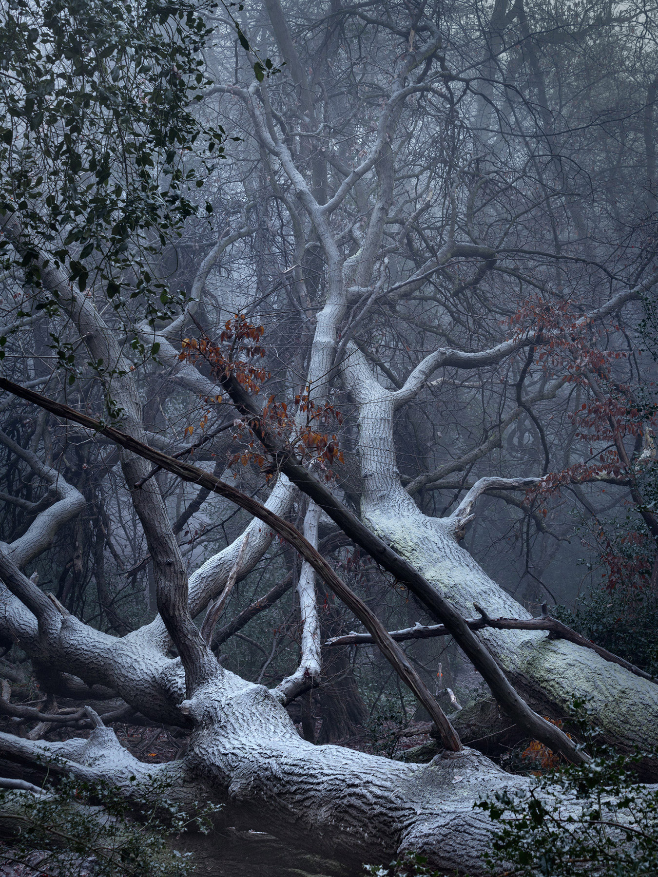 A woodland landscape photograph made in Highgate Wood, north London.