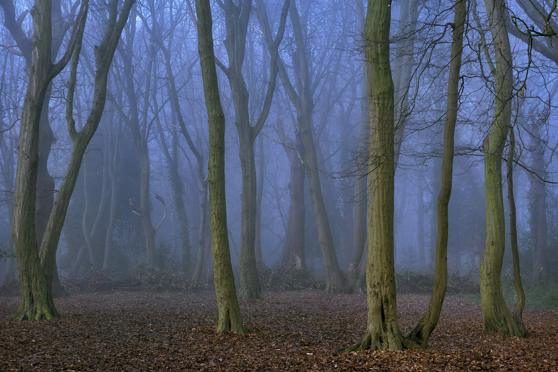 A woodland landscape photograph made in Highgate Wood, north London.