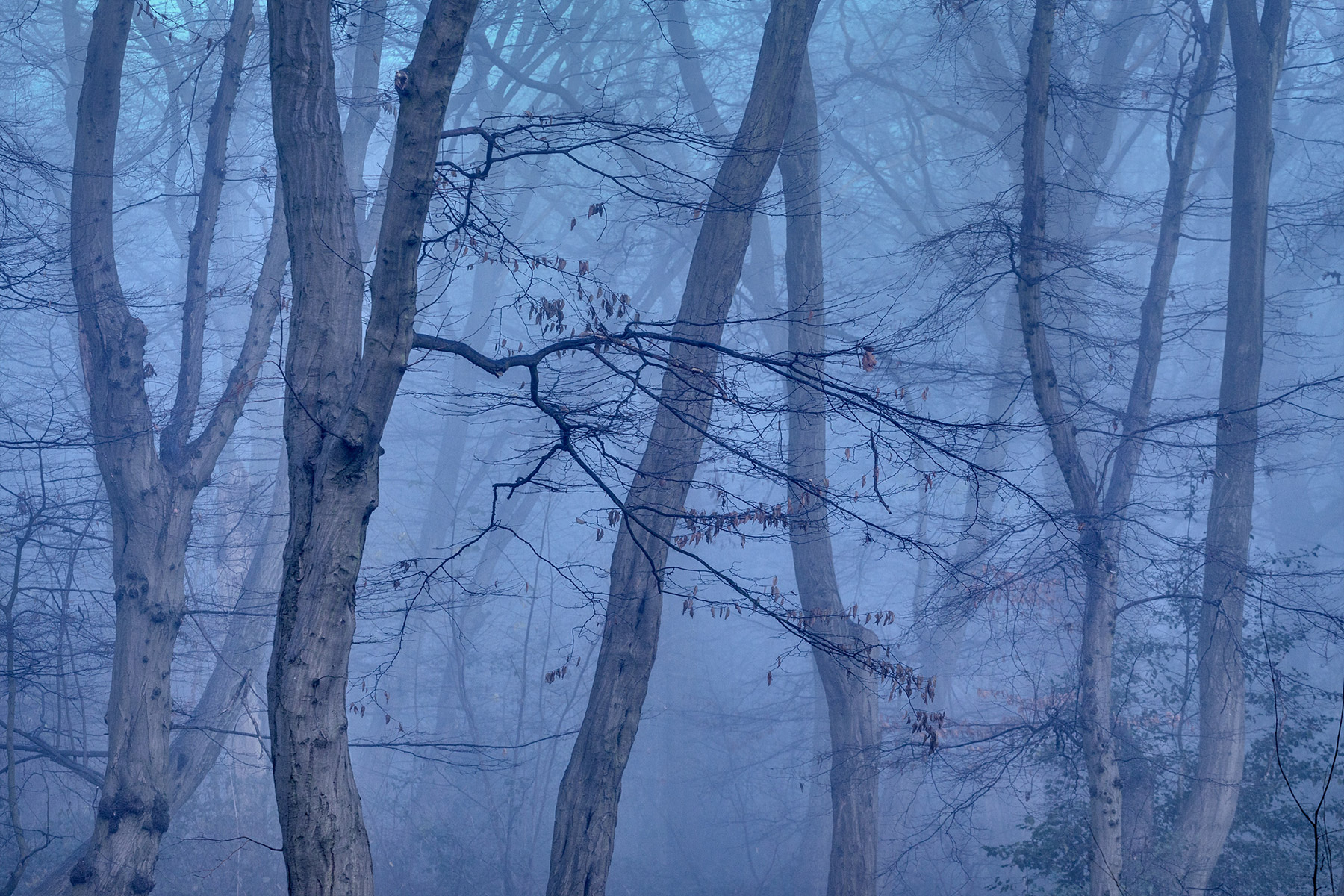 A woodland landscape photograph made in Highgate Wood, north London.