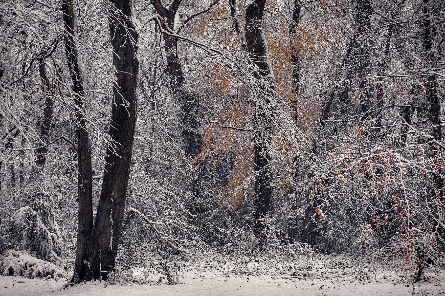 A woodland landscape photograph made in Highgate Wood, north London.