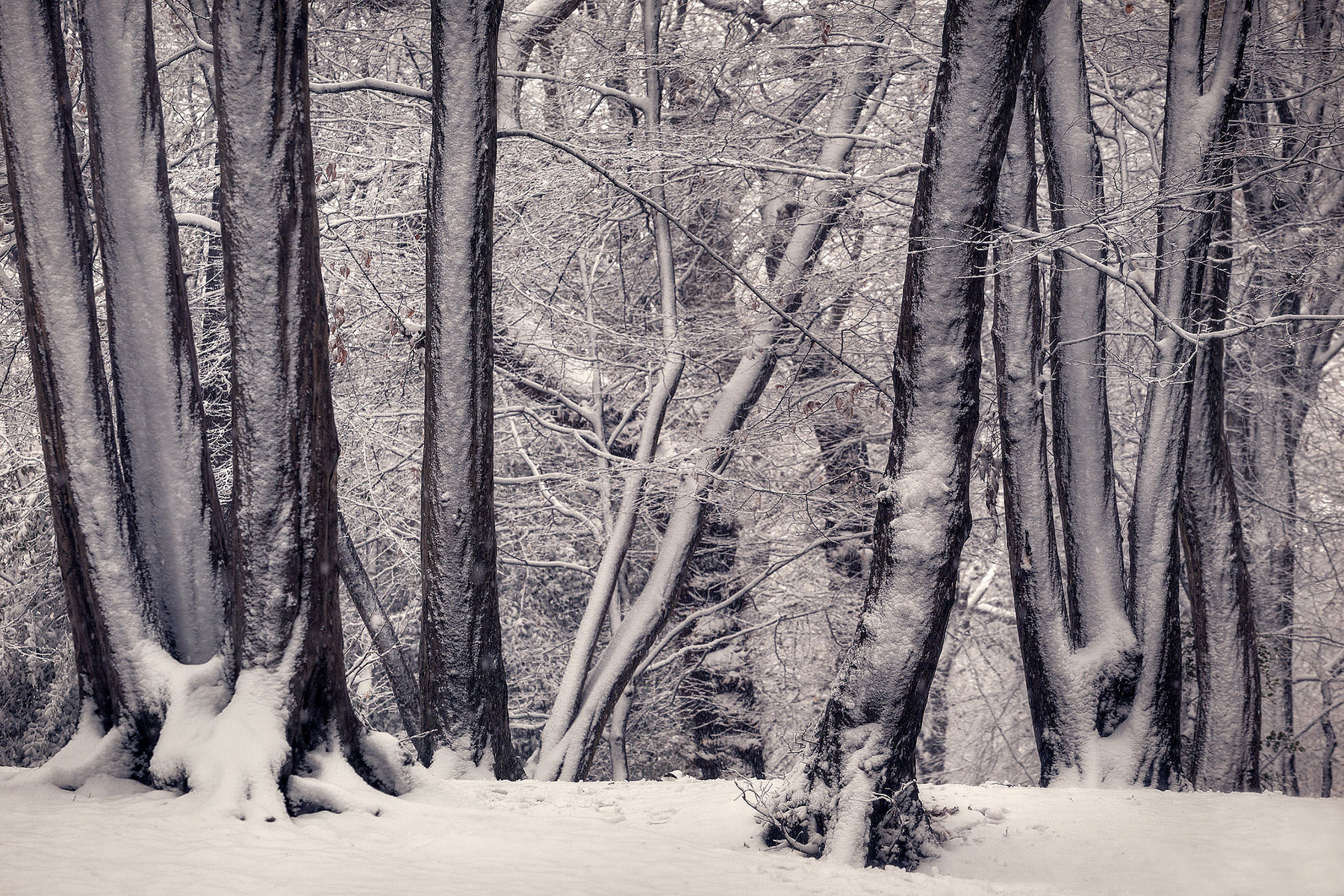 A woodland landscape photograph made in Highgate Wood, north London.