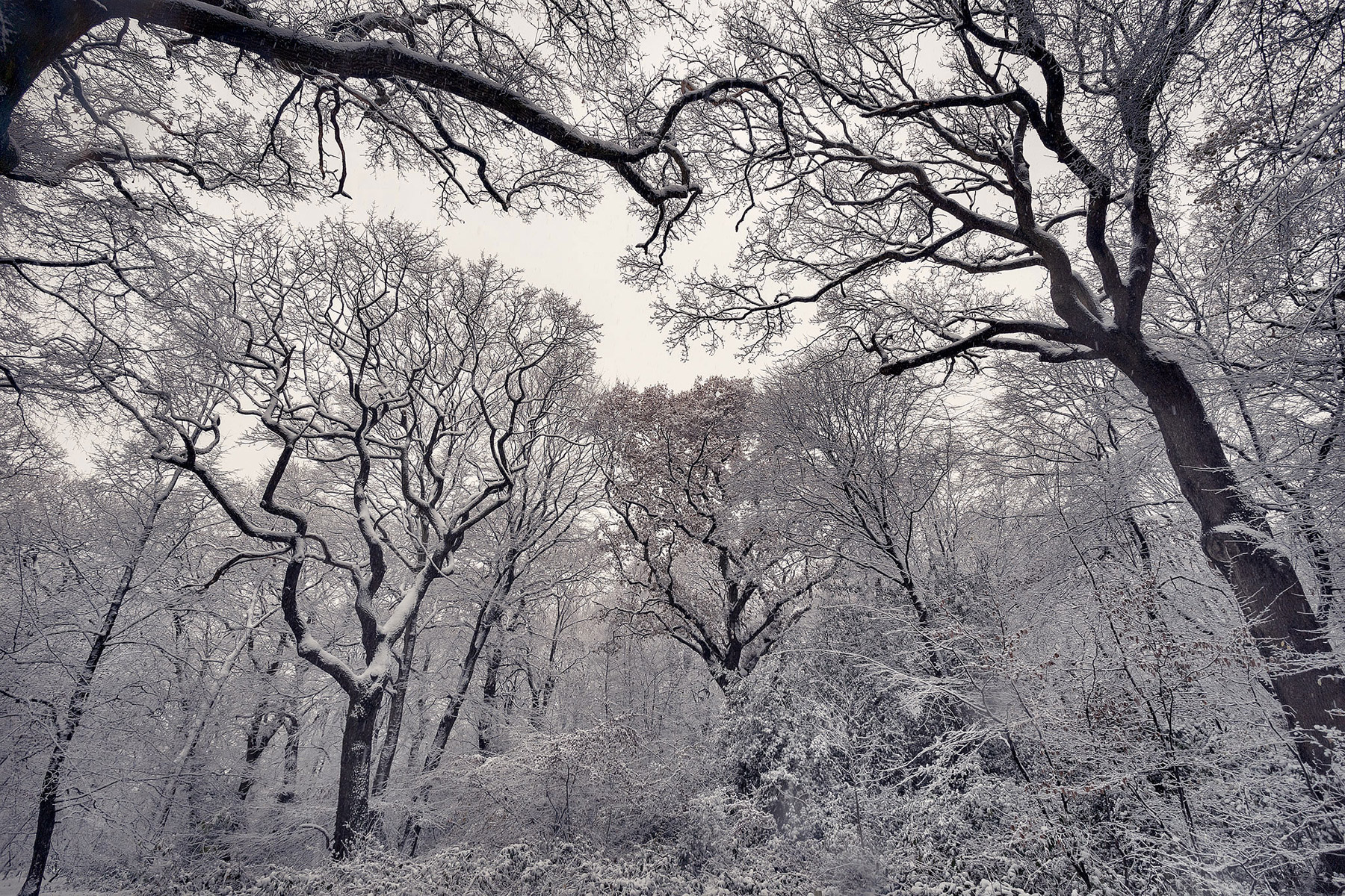 A woodland landscape photograph made in Highgate Wood, north London.