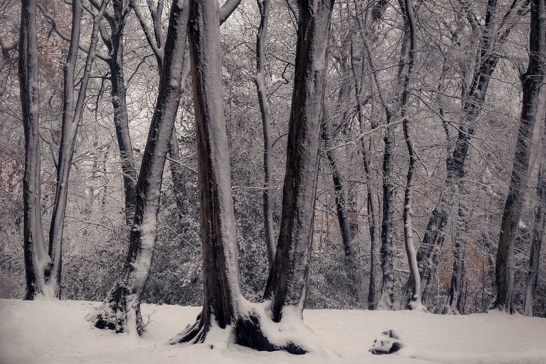 A woodland landscape photograph made in Highgate Wood, north London.