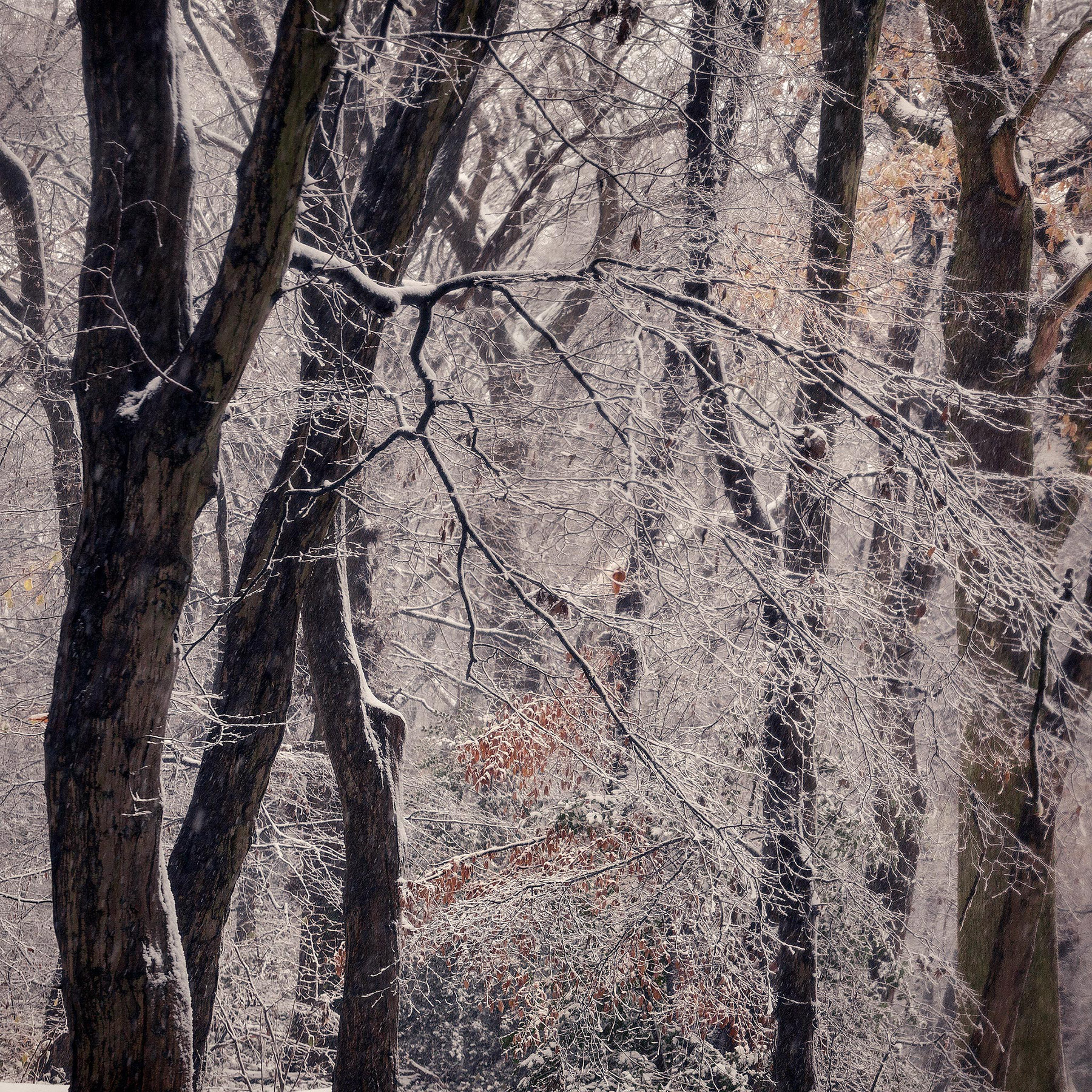 A woodland landscape photograph made in Highgate Wood, north London.