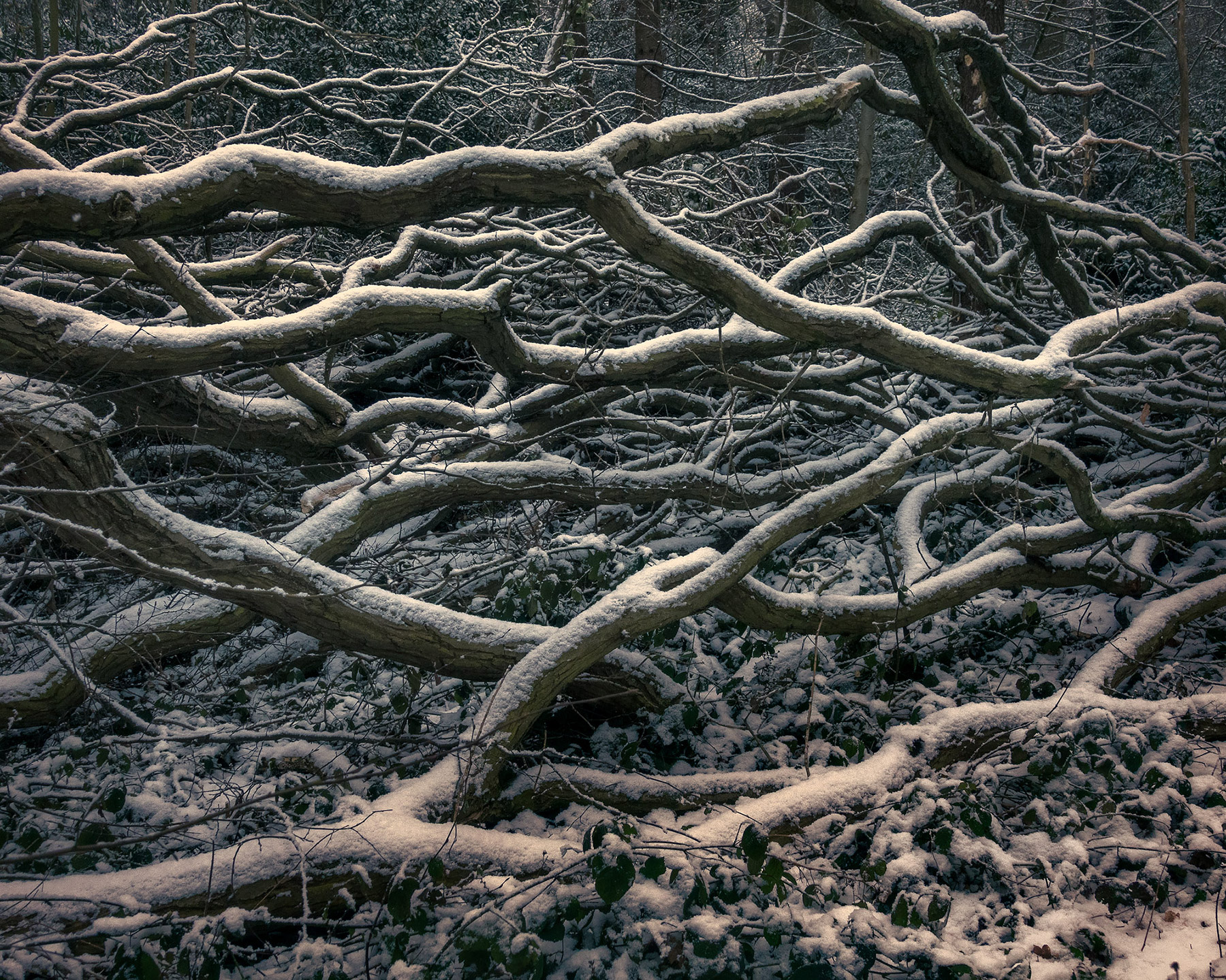 A woodland landscape photograph made in Highgate Wood, north London.