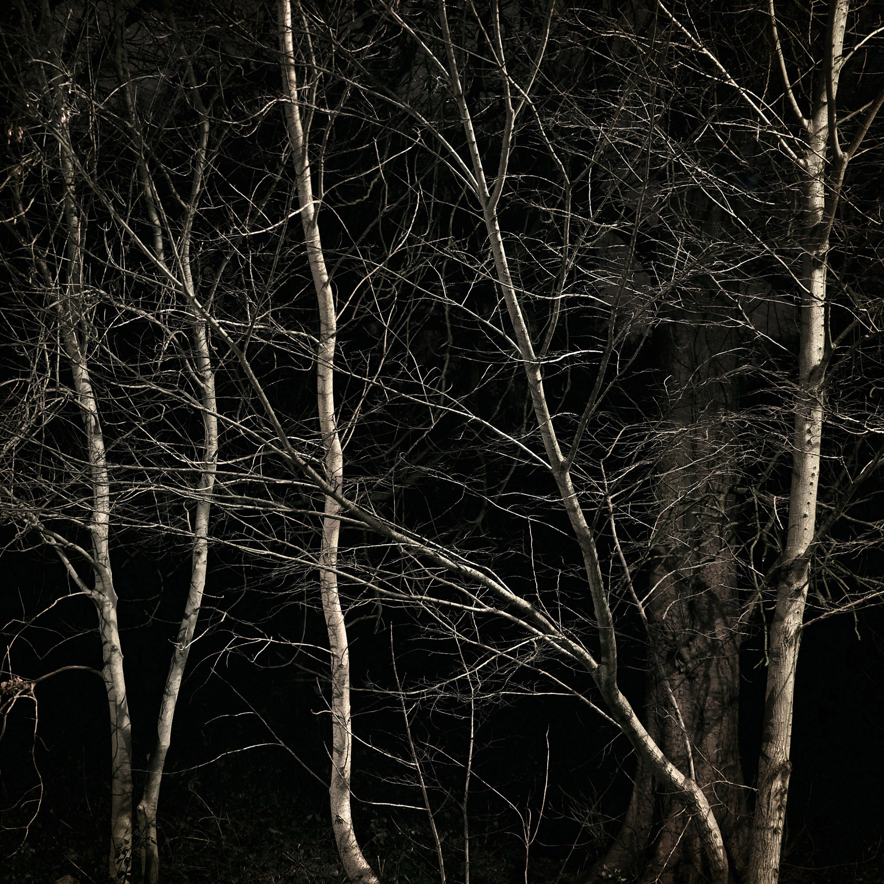 A woodland landscape photograph made in Highgate Wood, north London.